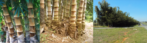 Dendrocalamus Giganteus Dendrocalamus Giganteus