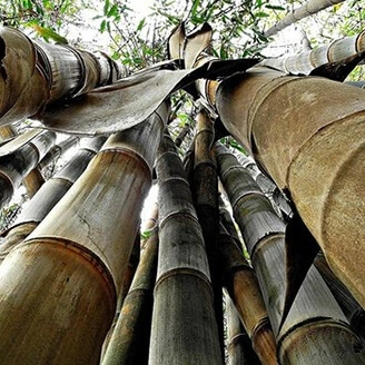 paisagismo com bambu