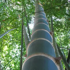 Sítio da Mata - Bambu para Agronegócio