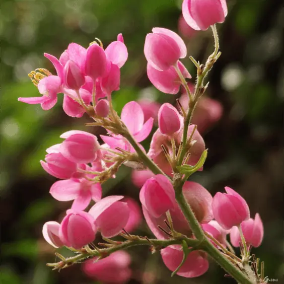 Sítio da Mata - Primavera