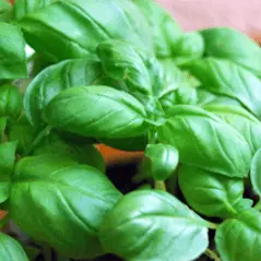 Sítio da Mata - Temperos