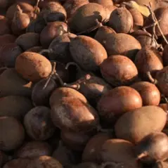 Sítio da Mata - Sementes