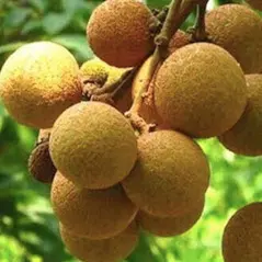 Sítio da Mata - Frutas Exóticas