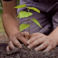 Sítio da Mata - Nativas