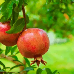 Sítio da Mata - Frutíferas