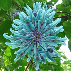 Sítio da Mata - Paisagismo com Ornamentais