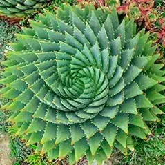 Sítio da Mata - Suculentas