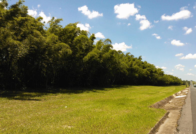 floresta